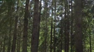 Tatras dağ yolu boyunca yanıp sönen ağaçlar