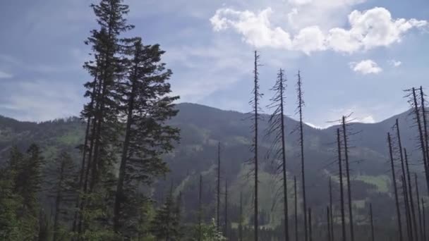 Дерева в лісі на фоні неба — стокове відео