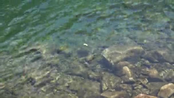 Rainbow trout swimming in a mountain lake — Stock Video