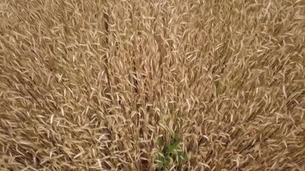 밀밭 의 상단 보기 — 비디오