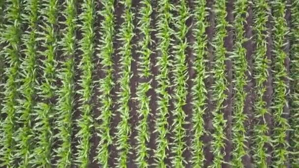 높이에서 녹색 옥수수 필드 보기 — 비디오