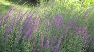 pembe çiçekler Lythrum virgatum Dropmore Mor rüzgarda sallanan. zoon içinde
