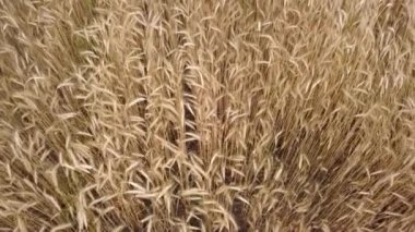 Buğday alanının üst görünümü