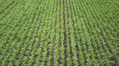 yükseklikten yeşil mısır alan görünümü