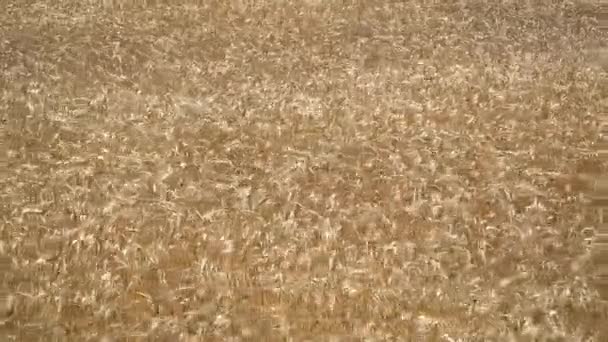 Winderige tarwe veld bij zonsondergang — Stockvideo