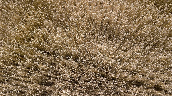 Vista dall'alto del campo di grano — Foto Stock