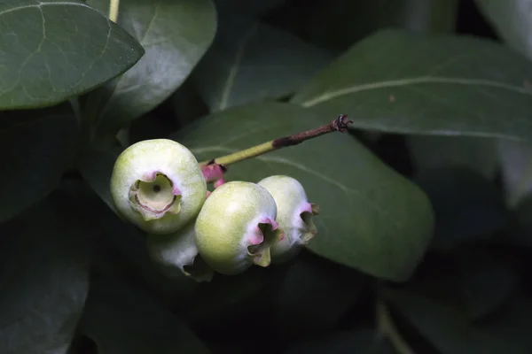 Grüne Blaubeeren auf einem Strauch im Garten — Stockfoto