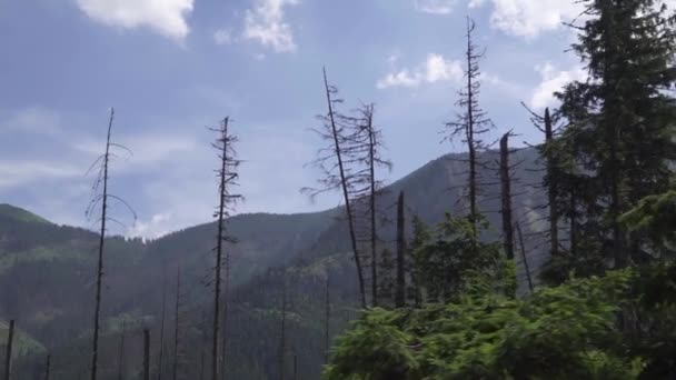 Bäume im Wald gegen den Himmel — Stockvideo