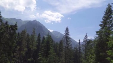 Gökyüzüne karşı ormandaki ağaçlar