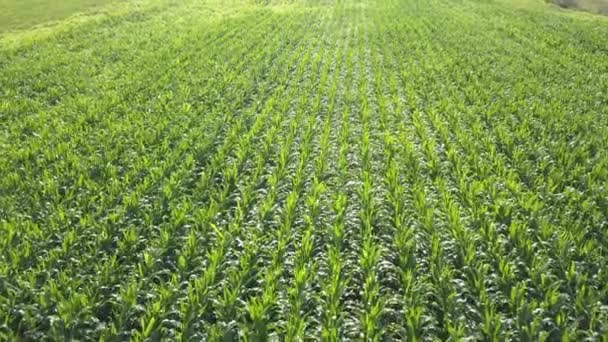 Вид на плоские ряды молодой кукурузы — стоковое видео