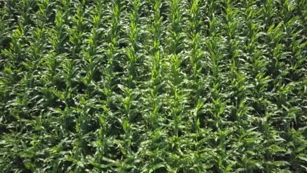 Вид на плоские ряды молодой кукурузы — стоковое видео