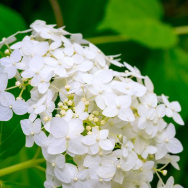 Beyaz ortanca yaz bahçesinde çiçek açıyor.