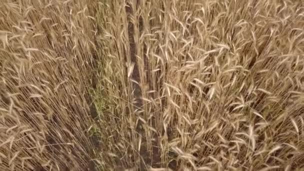 Blick von oben auf das Weizenfeld — Stockvideo