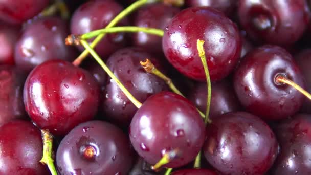 Närbild rotation av röd mogen körsbärs frukt — Stockvideo