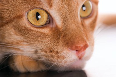 Büyük kırmızı kedi yakın çekim başkanı