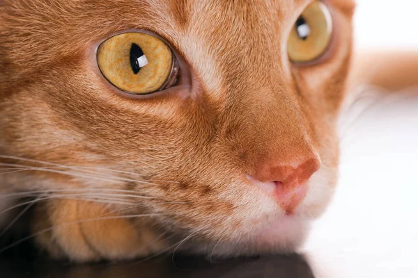 Cabeza de un gran gato rojo de cerca — Foto de Stock
