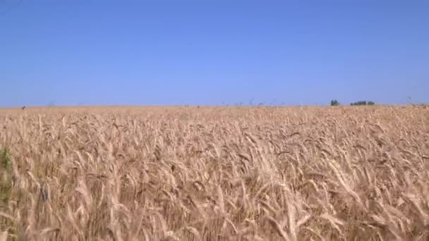 Gouden tarwe tegen de blauwe hemel — Stockvideo