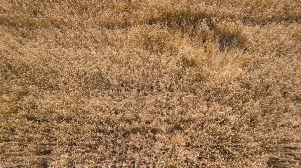 小麦畑の高さからの眺め — ストック写真