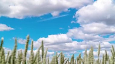 Mavi gökyüzünde çalışan beyaz bulutlar ile olgun buğday tarlası zaman atlama