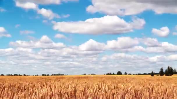 Upływ Czasu Dojrzałego Pola Pszenicy Systemem Białych Chmur Błękitnym Niebie — Wideo stockowe