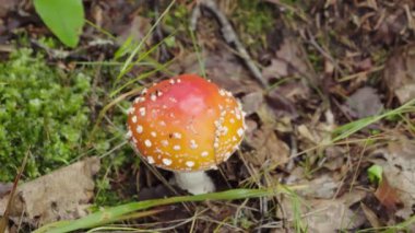 Sonbaharda ormanda agarik mantar fly.