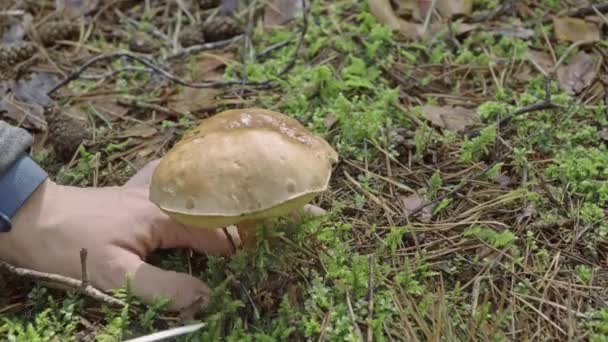 Close Van Vrouw Plukken Paddestoel Met Behulp Van Mes — Stockvideo