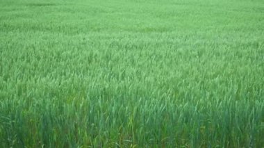 Olgunlaşan buğday tarlası manzarası