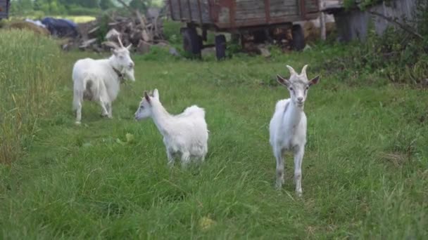 Cabras Domésticas Pastando Campo — Vídeos de Stock