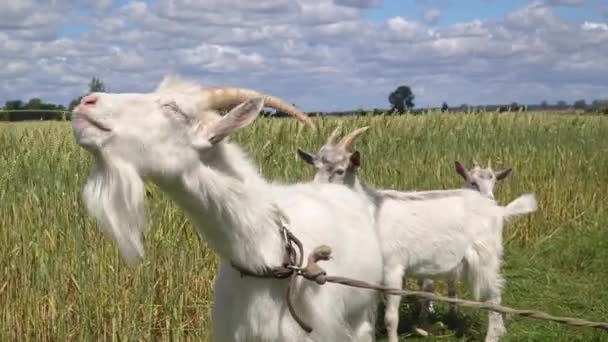 Cabras Domésticas Pastando Campo — Vídeos de Stock