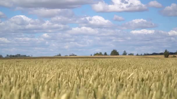Mavi Gökyüzü Ile Olgunlaşan Buğday Tarlası Manzara — Stok video
