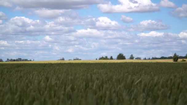 Campo Trigo Maduro Paisaje Con Cielo Azul — Vídeos de Stock