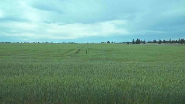 Campo Trigo Maduro Paisaje Con Cielo Azul — Vídeos de Stock