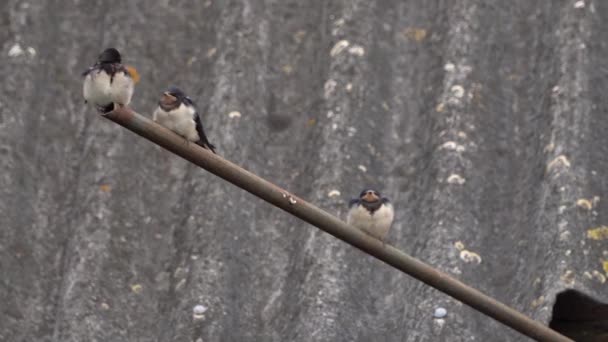 金属パイプに腰掛けた小鳥 — ストック動画