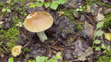 Bıçak kullanarak mantar toplayan kadının yakın çekimi