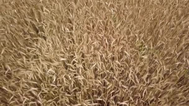 Pattern Ripe Yellow Wheat Field — Stock Video