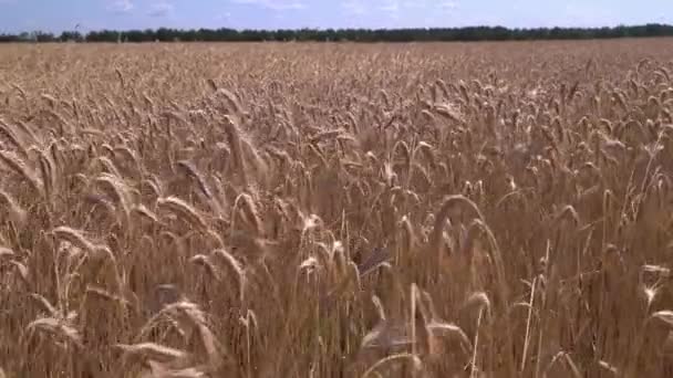 Vzor Zralých Žlutých Polí Pšenice — Stock video