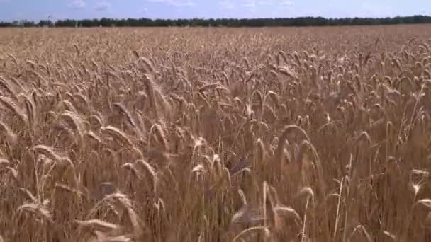 Modello Campo Grano Giallo Maturo — Video Stock