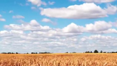 Mavi gökyüzünde çalışan beyaz bulutlar ile olgun buğday tarlası zaman atlama