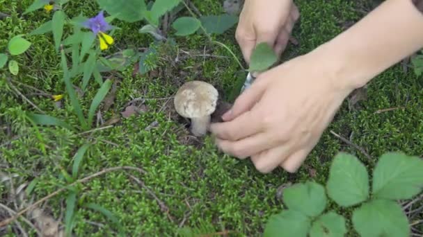 Cueillette des champignons huîtres dans la forêt d'automne — Video