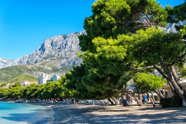 Yeşil çam ağaçlı Makarska plajı manzarası. Dalmaçya, Hırvatistan