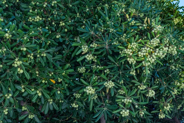 Hintergrund des Strauches pittosporum tobira mit Früchten und grünen Blättern — Stockfoto