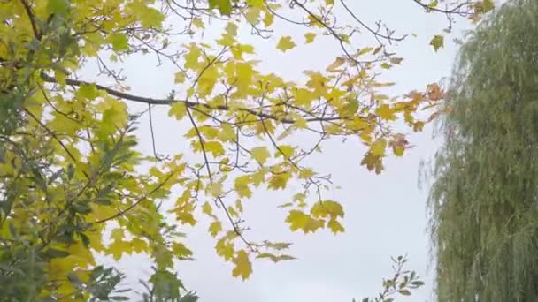 Κίτρινα φύλλα στα φθινοπωρινά δέντρα. τιμάμπη — Αρχείο Βίντεο