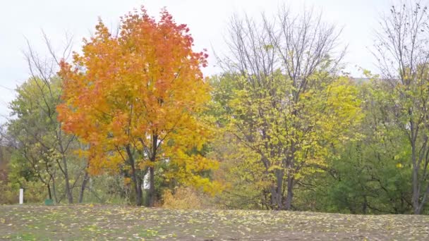 Žluté listy na podzimních stromech. timelapse — Stock video