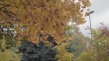 Sarı ve kırmızı yapraklı Sonbahar Parkı manzarası