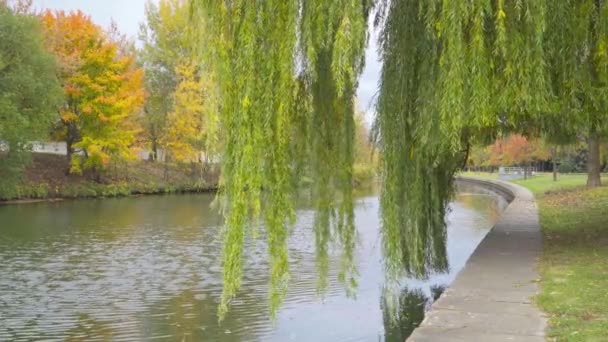 Paisaje de otoño. las ramas del sauce sobre el agua — Vídeos de Stock