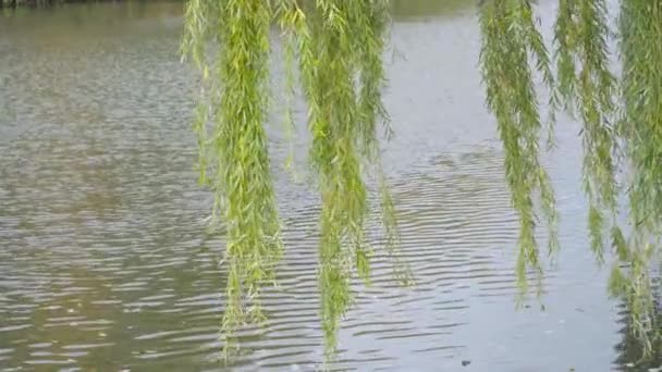 Autumn landscape. the branches of the willow over water — ストック動画
