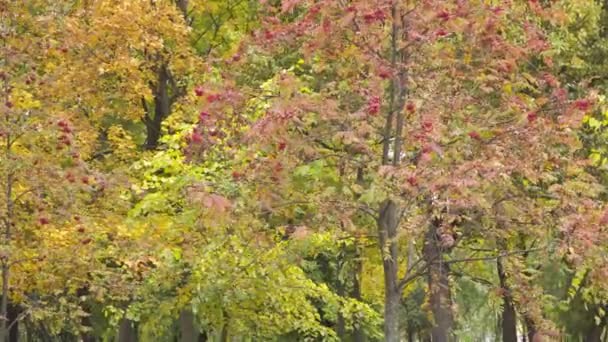 Manojos rojos sobre cenizas de montaña en otoño Park — Vídeo de stock