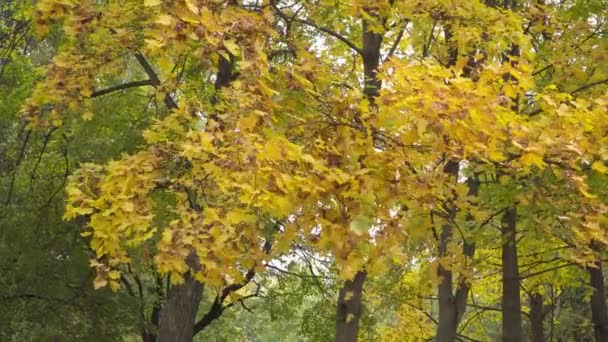 Blick auf den Herbstpark mit gelben und roten Blättern — Stockvideo