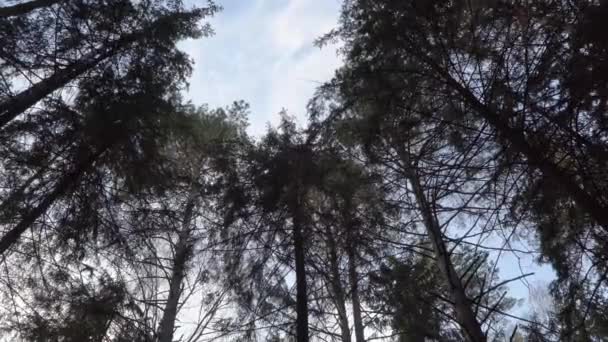 Lente blauwe avondhemel in het bos — Stockvideo