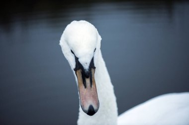 nehir yakın çekim sembol yalnızlık Beyaz Kuğu
